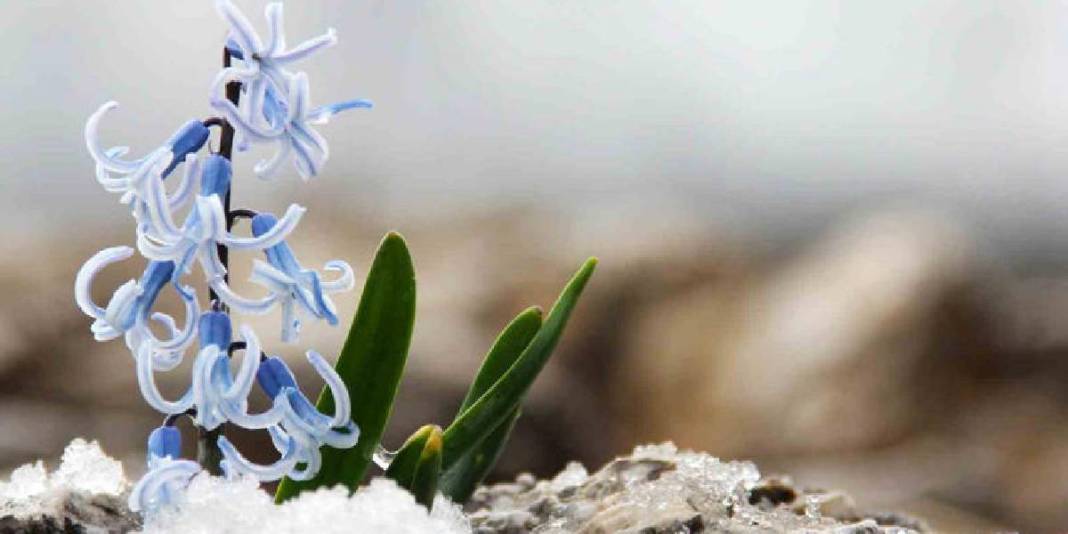 Karlar eridi altından çıkan kaya sümbülü görsel şölen oluşturdu! 1